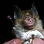 布氏菊头蝠【千奇百怪的非洲珍稀蝙蝠】 动物世界