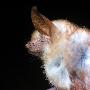 魏氏鼠耳蝠【千奇百怪的非洲珍稀蝙蝠】 动物世界