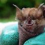 佐氏菊头蝠【千奇百怪的非洲珍稀蝙蝠】 动物世界