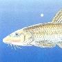 八根胡子鱼――平鳍鳅鮀【中国濒危鱼类】 动物世界