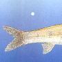 黄河鸽子鱼――北方铜鱼【中国濒危鱼类】 动物世界