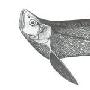 热带刀鱼――大鳍鱼【中国濒危鱼类】 动物世界