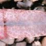 体型最长的淡水鱼――白鲟【中国濒危鱼类】 动物世界