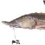 与熊掌媲美的鳇【中国濒危鱼类】 动物世界