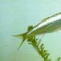 刀片子银飘鱼【常见中、小型经济鱼类】 动物世界