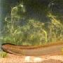 海里生，淡水长的鳗鲡【中国重要经济鱼类】 动物世界