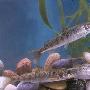 冷水性名贵鱼类――细鳞鲑【中国重要经济鱼类】 动物世界