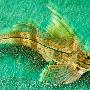 冷水鱼【日本外海精彩纷呈的水底生物】 动物世界