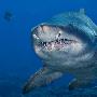 沙虎鲨【日本外海精彩纷呈的水底生物】 动物世界