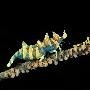 海虾【日本外海精彩纷呈的水底生物】 动物世界