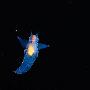 海蜗牛【日本外海精彩纷呈的水底生物】 动物世界