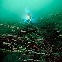 鞭状珊瑚【日本外海精彩纷呈的水底生物】 动物世界