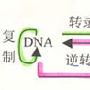 中心法则的补充和发展【DNA与基因】 动物世界