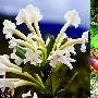杜鹃花与猪笼草【全球发现诸多新物种】 动物世界