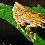 花色多变的绿眼树蛙【全球发现诸多新物种】 动物世界