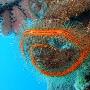 海蛇尾【首次海洋物种普查生物】 动物世界