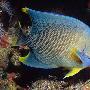 女王神仙鱼【首次海洋物种普查生物】 动物世界