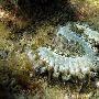 肉棍火刺虫【首次海洋物种普查生物】 动物世界