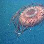 深海水母【首次海洋物种普查生物】 动物世界
