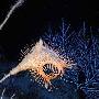 海葵【首次海洋物种普查生物】 动物世界