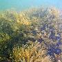 波罗的海海草【首次海洋物种普查生物】 动物世界