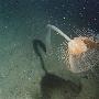 水螅【首次海洋物种普查生物】 动物世界