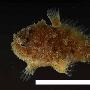 斑纹光躄鱼【首次海洋物种普查生物】 动物世界