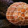 斑马蝴蝶卵【显微镜头下的虫卵】 动物世界