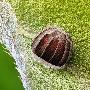 星列弄蝶卵【显微镜头下的虫卵】 动物世界