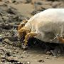 面粉螨【显微镜放大100万倍的寄生虫和昆虫】 动物世界