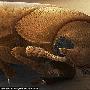 蟑螂【显微镜放大100万倍的寄生虫和昆虫】 动物世界