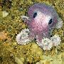 紫色章鱼【加拿大深海发现多种新物种】 动物世界