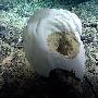 花瓶海绵【加拿大深海发现多种新物种】 动物世界