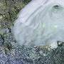 不明海绵体【加拿大深海发现多种新物种】 动物世界