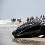 巨大座头鲸在美国长岛海滩搁浅死亡 动物世界