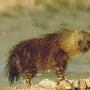 褐鬣狗 动物世界