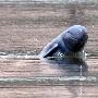 湄公河海豚 动物世界