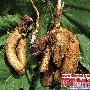 2010年十大新物种:安格那山药 动物世界