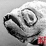 2010年十大新物种:吸血鬼鱼 动物世界