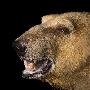 北极熊【珍稀濒危物种】 动物世界