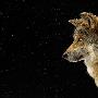 墨西哥灰狼【珍稀濒危物种】 动物世界