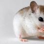 圣安德鲁海滩鼠【珍稀濒危物种】 动物世界