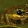 印尼发现新物种树蛙鼻子似"皮诺曹" 动物世界