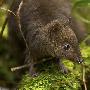 印尼发现新物种小树袋鼠 动物世界