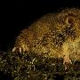 印尼发现新物种树鼠 动物世界