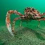 蜘蛛蟹【2010英国水下摄影大赛获奖作品】 动物世界