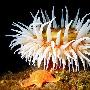 白色的海葵和海星【绚丽多彩的海底生物】 动物世界