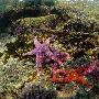 海星【绚丽多彩的海底生物】 动物世界