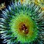 海葵【绚丽多彩的海底生物】 动物世界