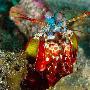 螳螂虾【绚丽多彩的海底生物】 动物世界